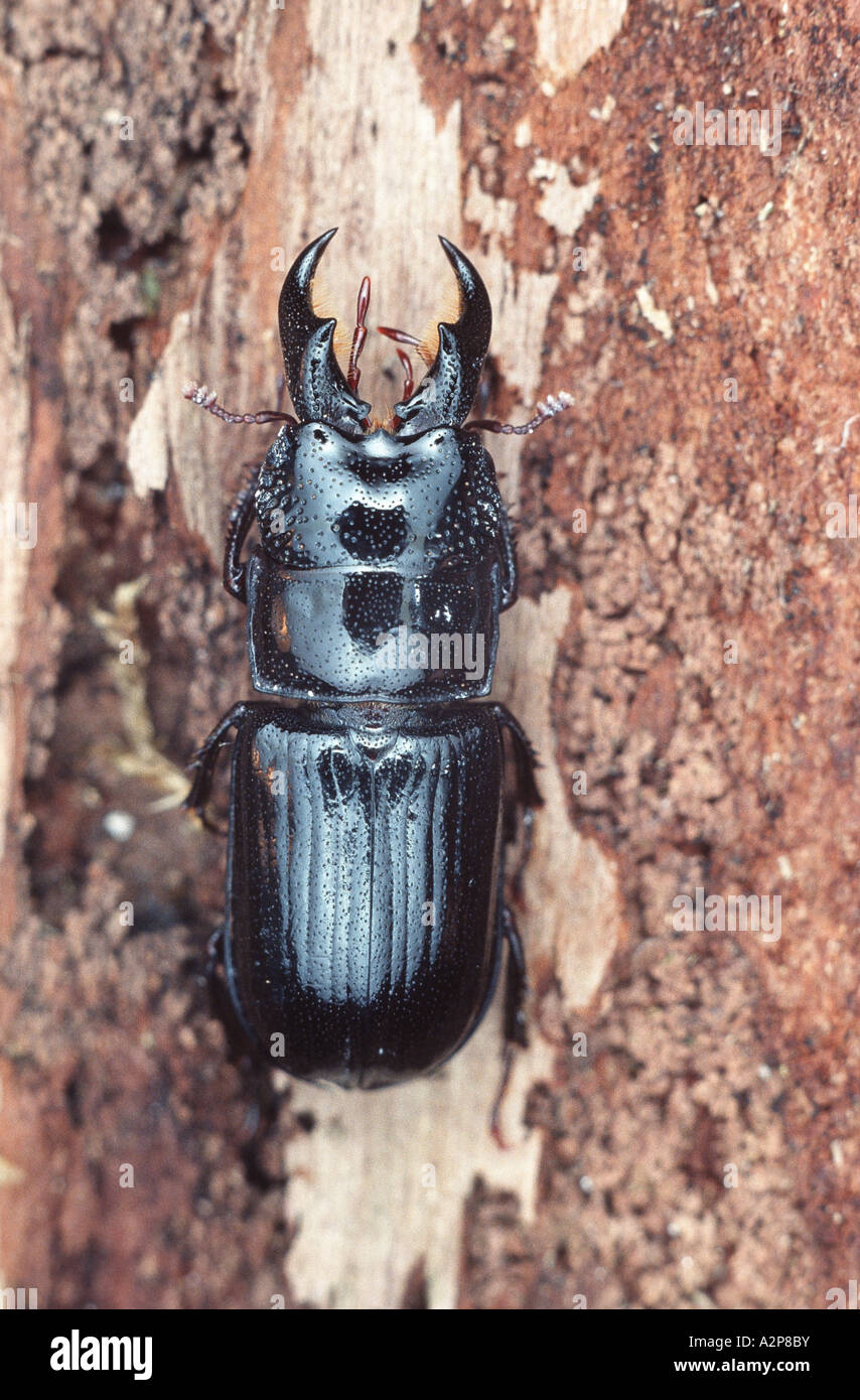 Hirschkäfer (Ceruchus Chrysomelinus), imago Stockfoto