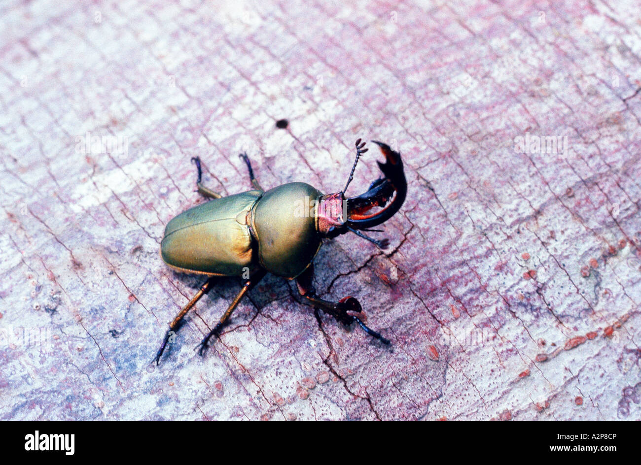 Hirschkäfer (Lucanidae), imago Stockfoto