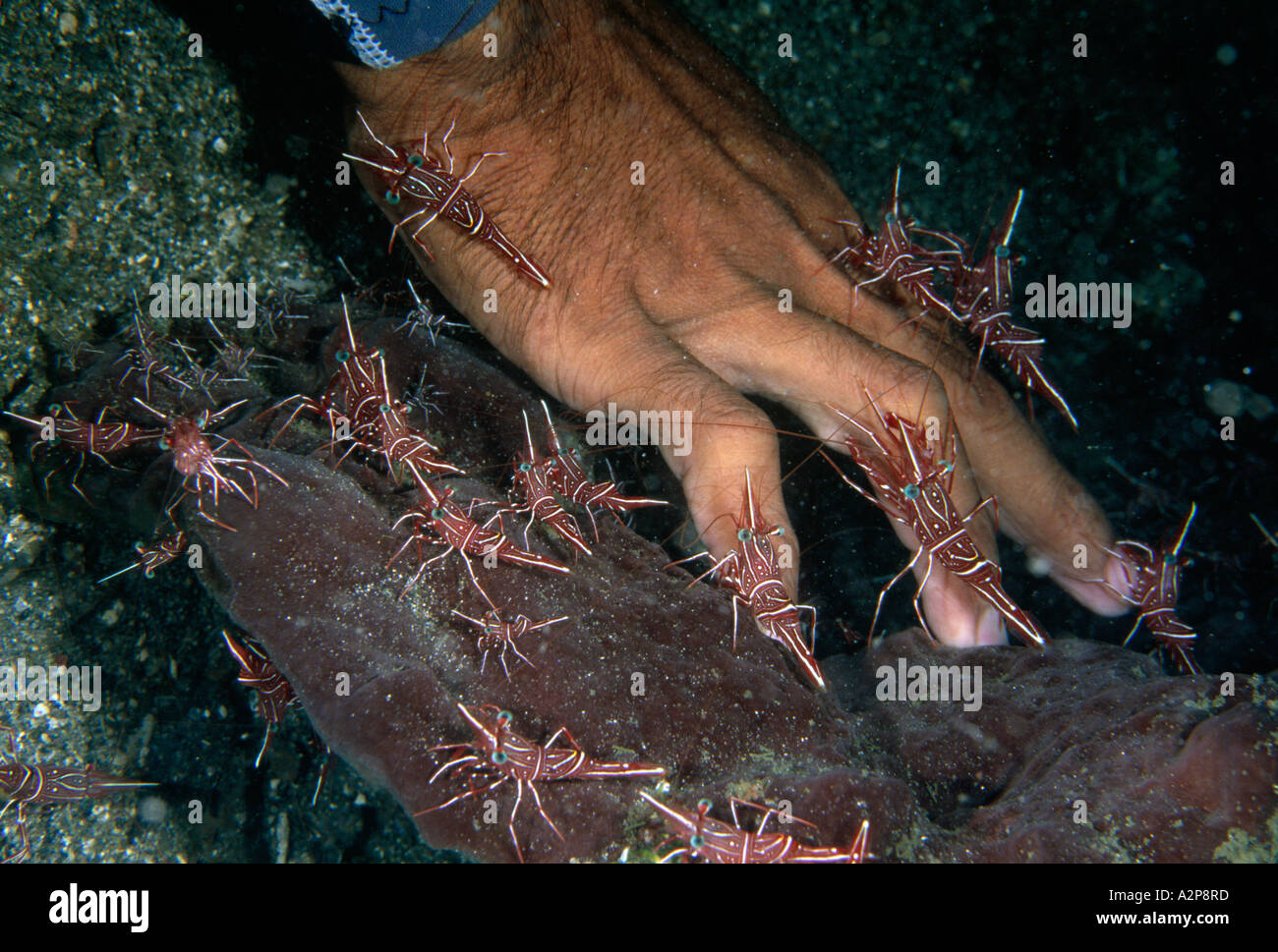 Dancing Shrimps (Rhynchocinetes durbanensis) putzen die Hand des Mannes, Batu Merah Tauchplatz, Lembeh Straits, Sulawesi, Indonesien, Asien Stockfoto