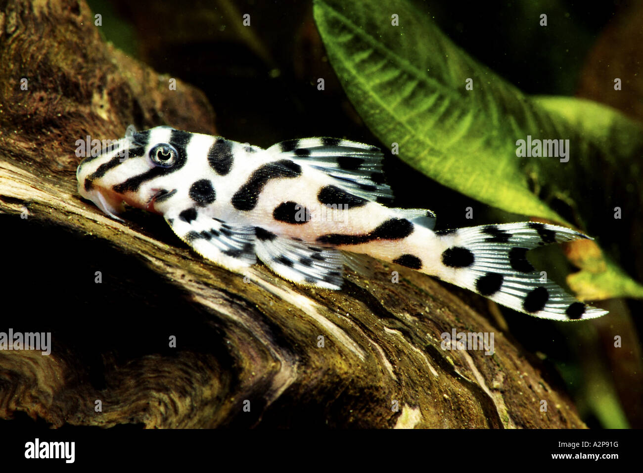 Zebra Peckoltia, Zebra Pleco (Hypancistrus Zebra), ähnlich wie L 98