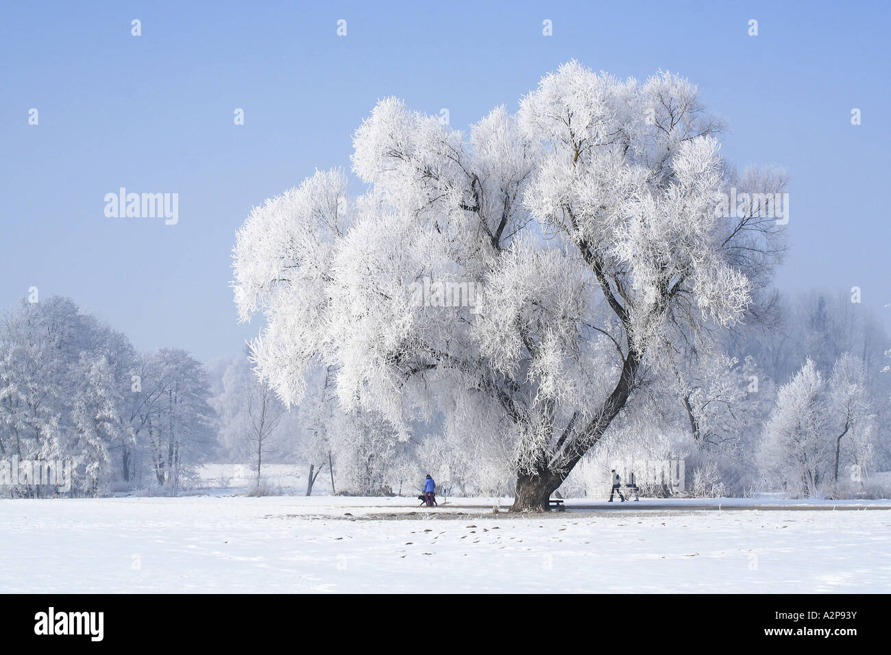weiße Weide (Salix Alba), 100 Jahre alt in Winterlandschaft mit Raureif, Deutschland, Bayern Stockfoto