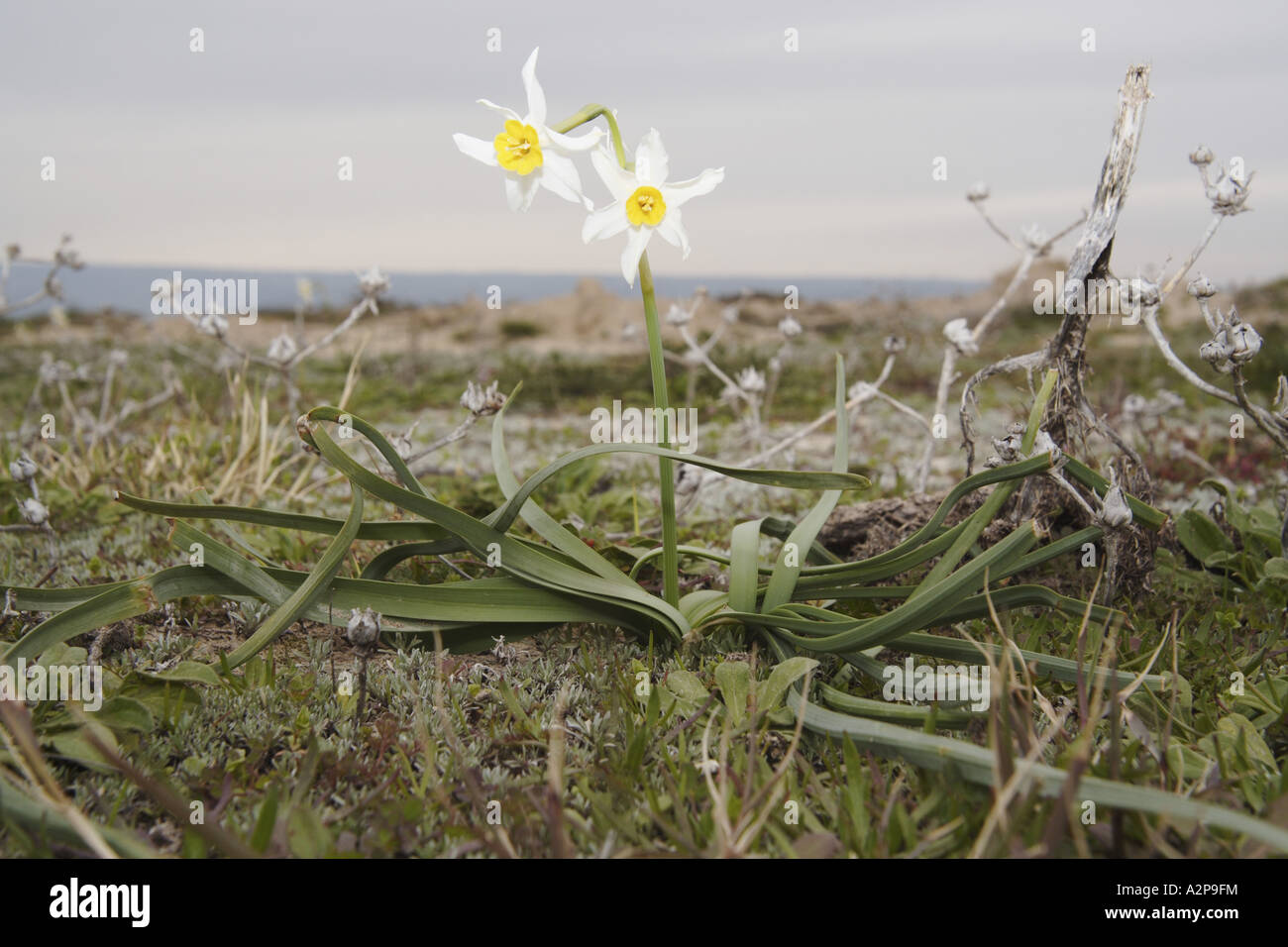 Narzisse (Narcissus spec.), blühende Pflanze auf Sanddünen, Kilikien, Goeksudelta, Silifke, Türkei Stockfoto
