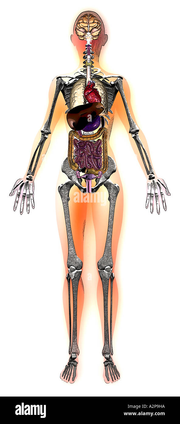 innere Organe Stockfoto