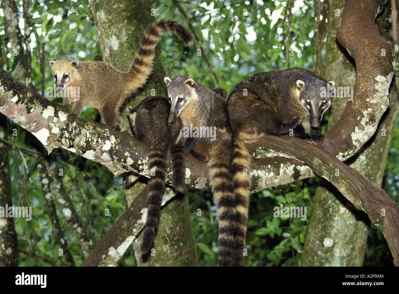 Nasenbär (Nasua Nasua), vier Tiere in der Spitze eines Baumes, Brasilien, Iguazú Nationalpark Stockfoto