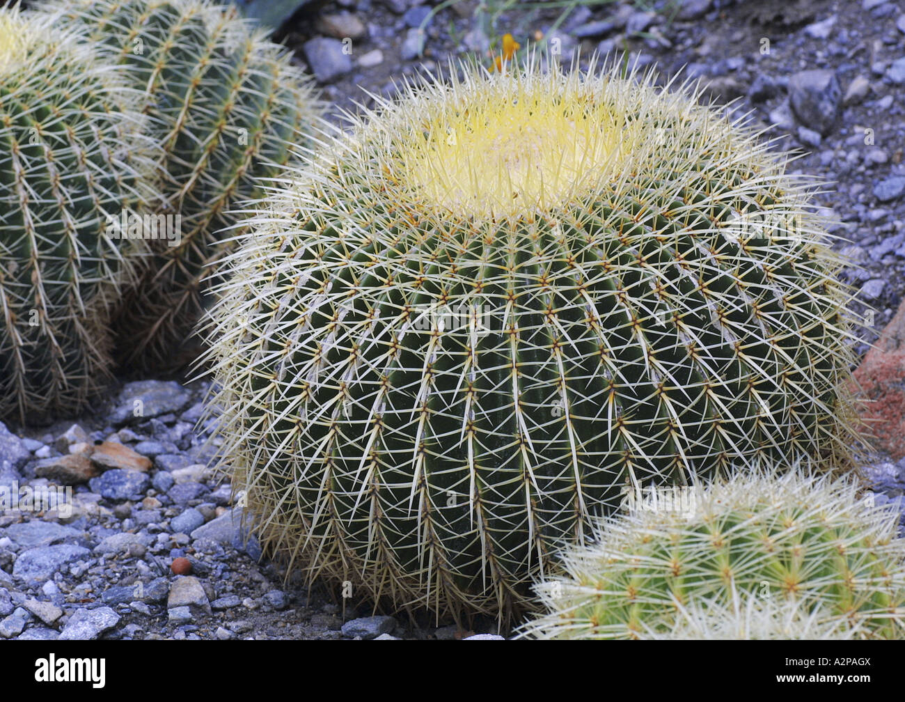 Barrel Cactus (Echinocactus Grusonii) Stockfoto