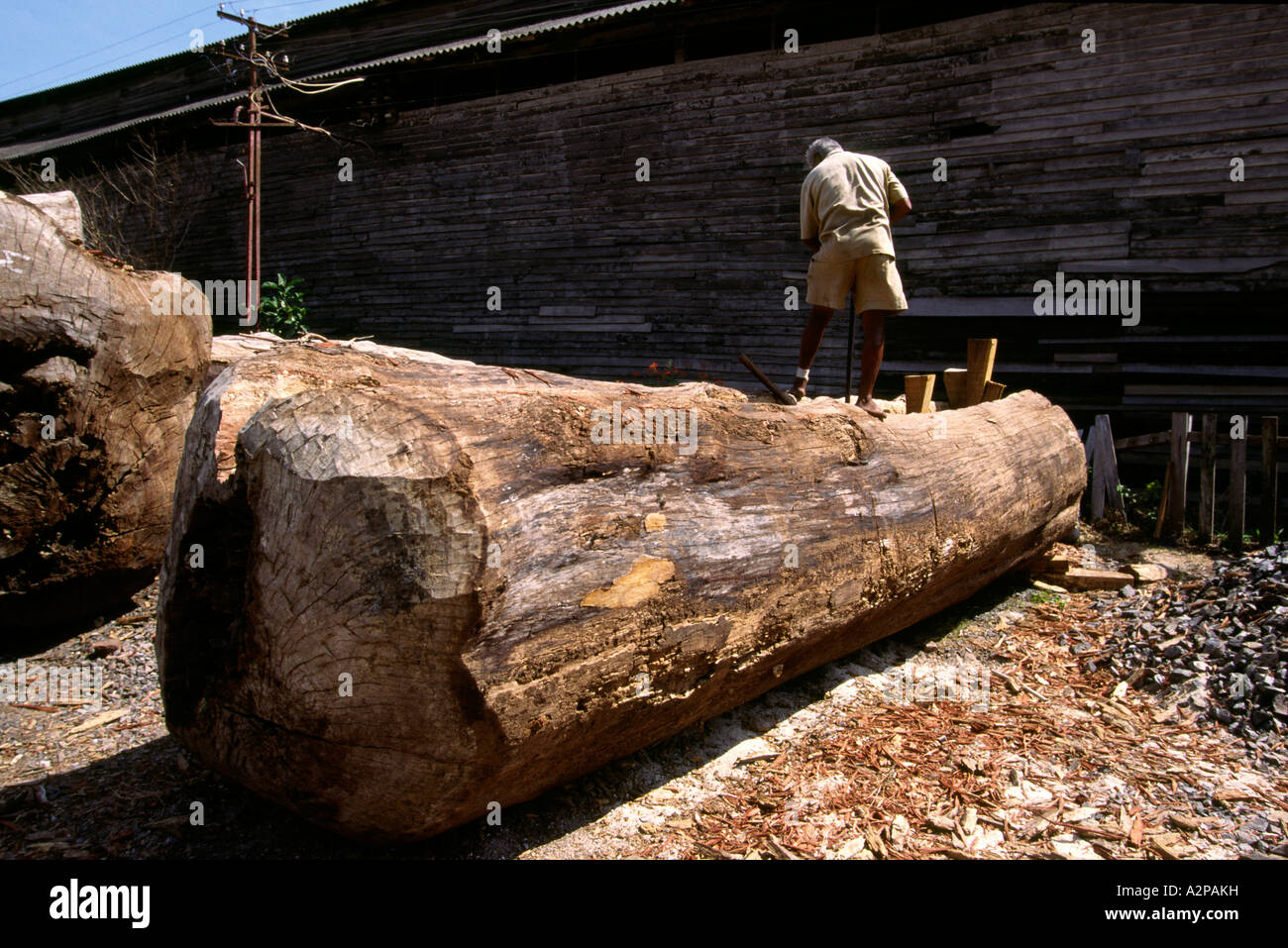 Indien South Andaman Island Port Blair Holz Chatham Sawmill Mann Log aufteilen Stockfoto