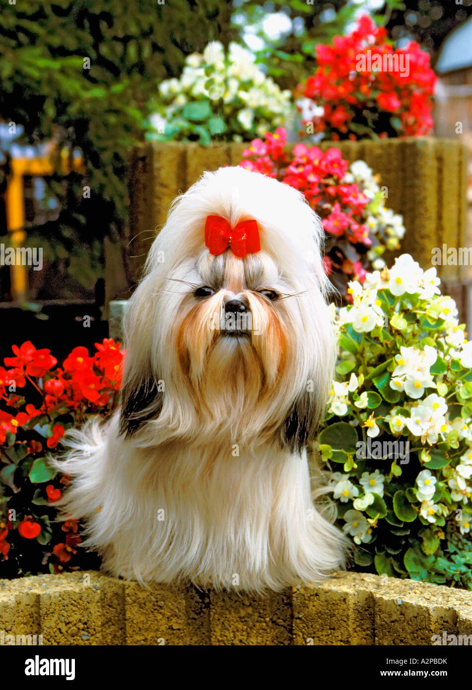 Shih Tsu Hund mit rotem Band ständigen Porträt Stockfoto