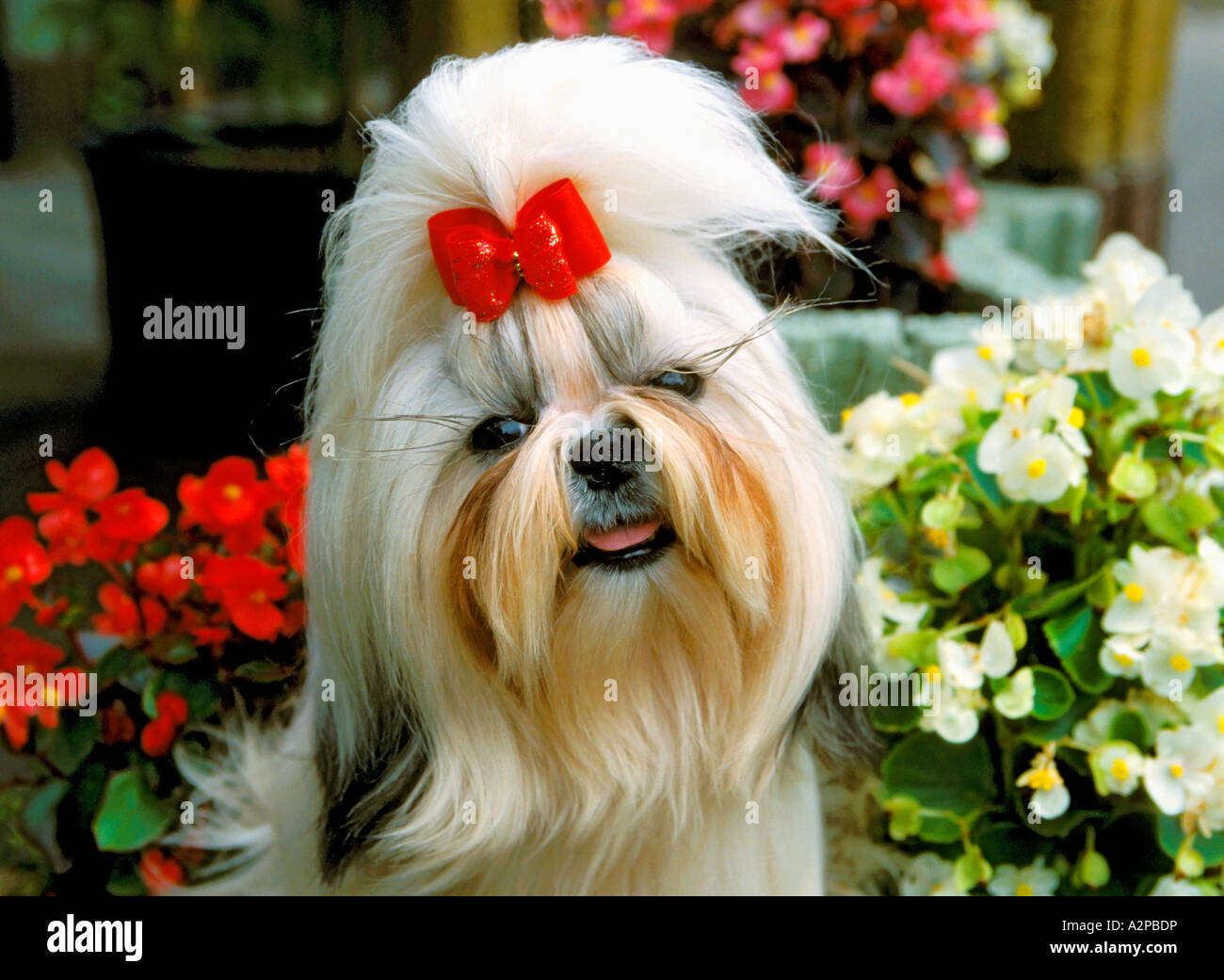 Shih Tsu Hund mit rotem Band ständigen Porträt Stockfoto