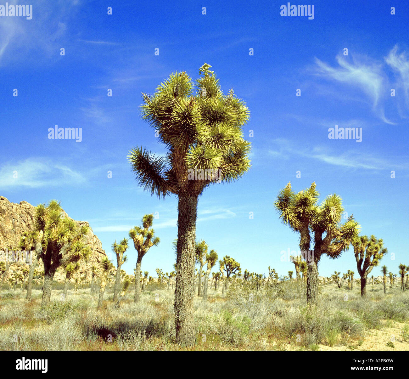 Joshua Tree (Yucca Brevifolia), USA, California, Joshua Tree Nationalpark Stockfoto