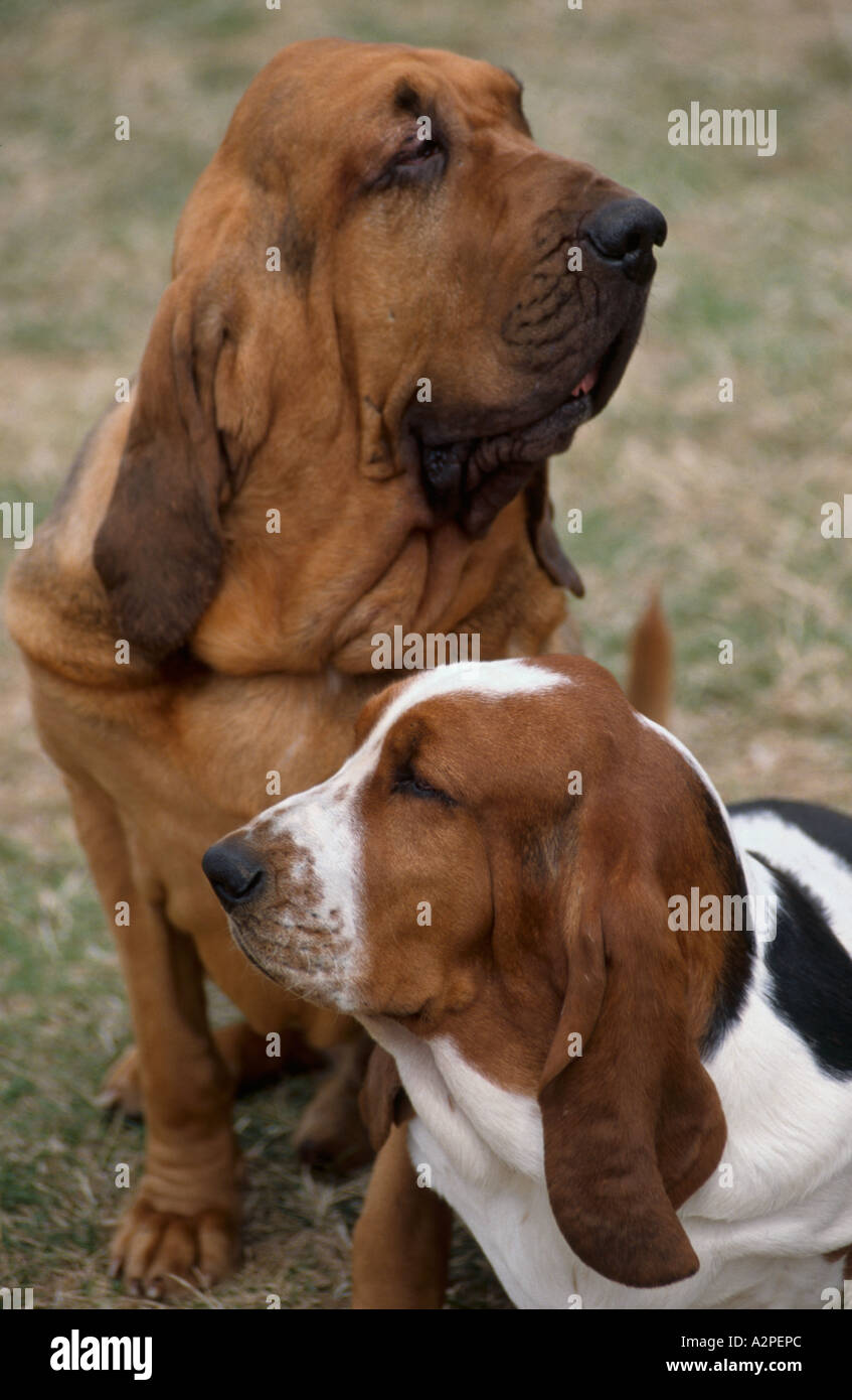 St.-Hubert Hound & Basset Hound Dieppe Hundeausstellung - 1998 Stockfoto