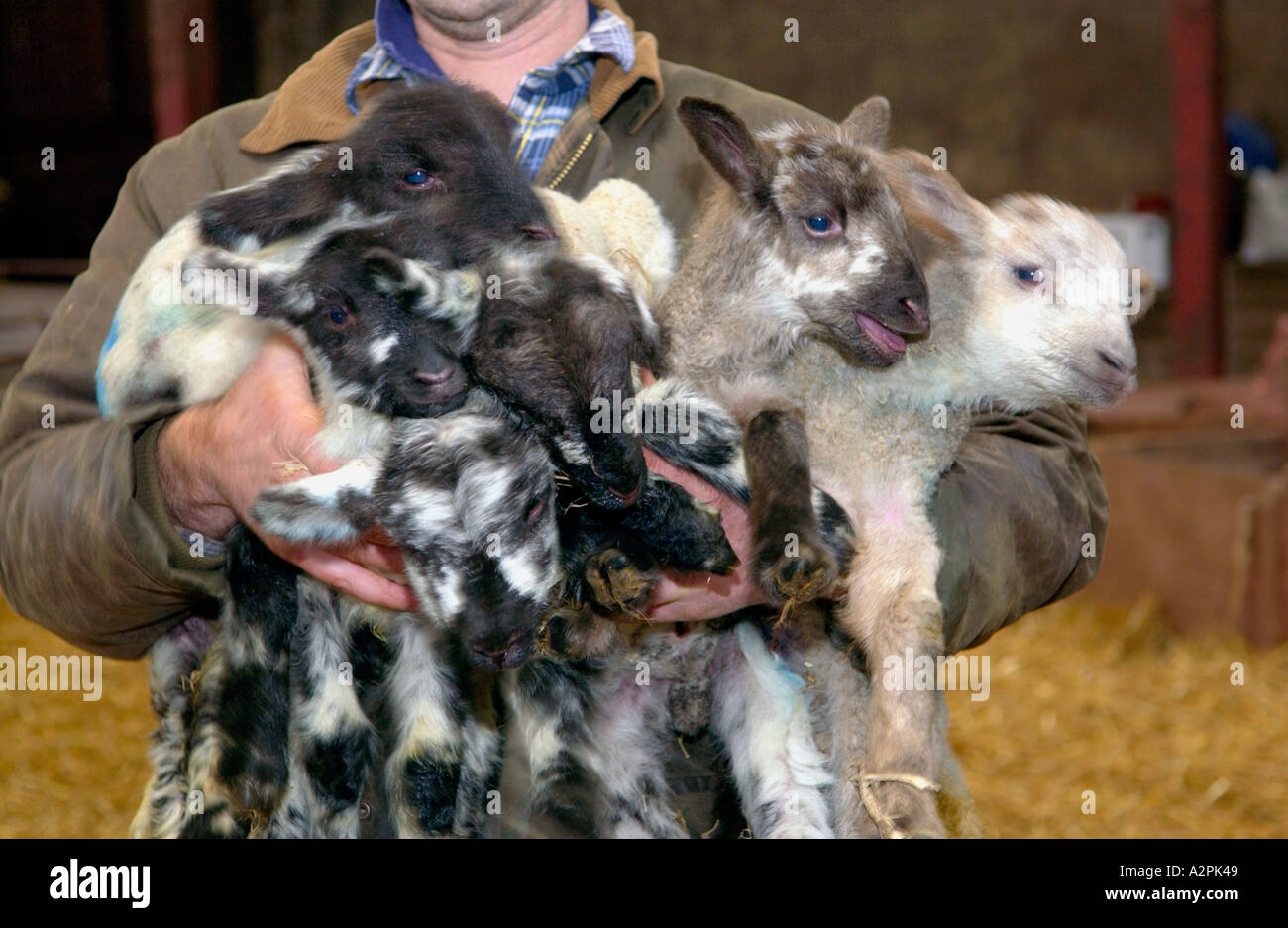 Bauer hält sechs Lämmer geboren, um die gleichen Ewe Sechslinge in Scheune Stockfoto