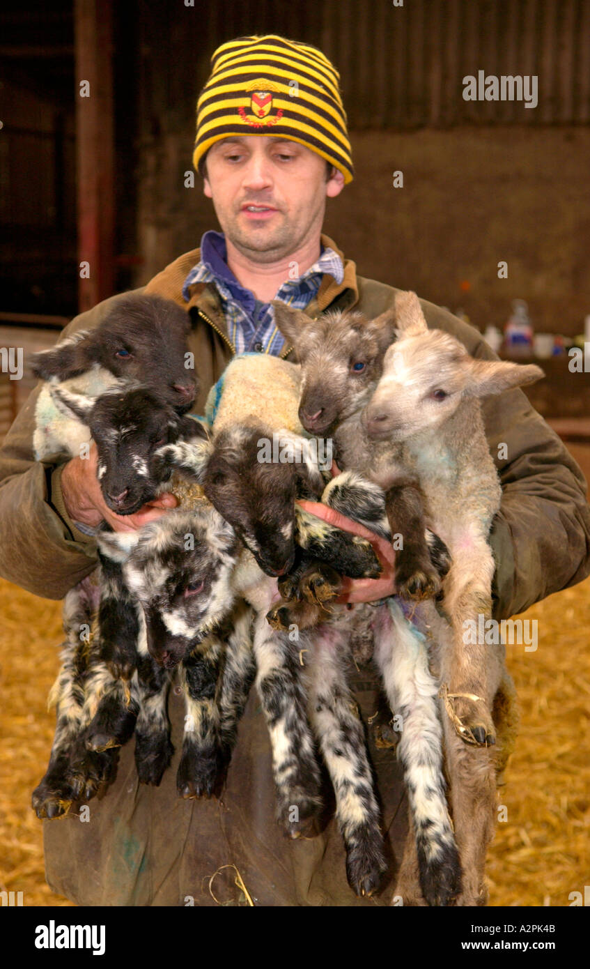 Bauer hält sechs Lämmer geboren, um die gleichen Ewe Sechslinge UK Stockfoto