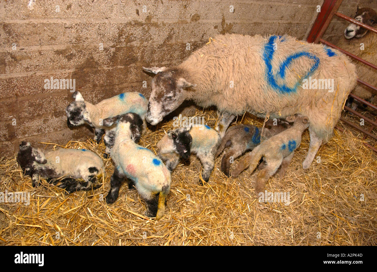 Sechs Lämmer geboren, um die gleichen Ewe Sechslinge South Wales UK EU Stockfoto