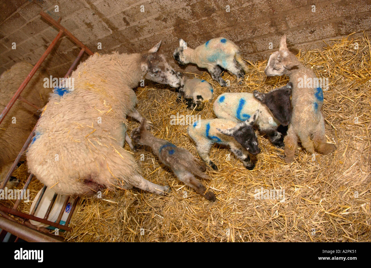 Sechs Lämmer geboren, um die gleichen Ewe Sechslinge auf Stroh Einstreu im Stall Stockfoto