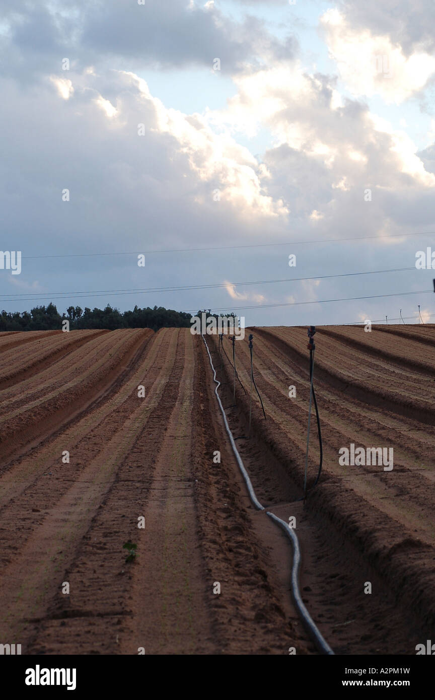 Israel gepflügten Feld und Bewässerung Rohr Stockfoto