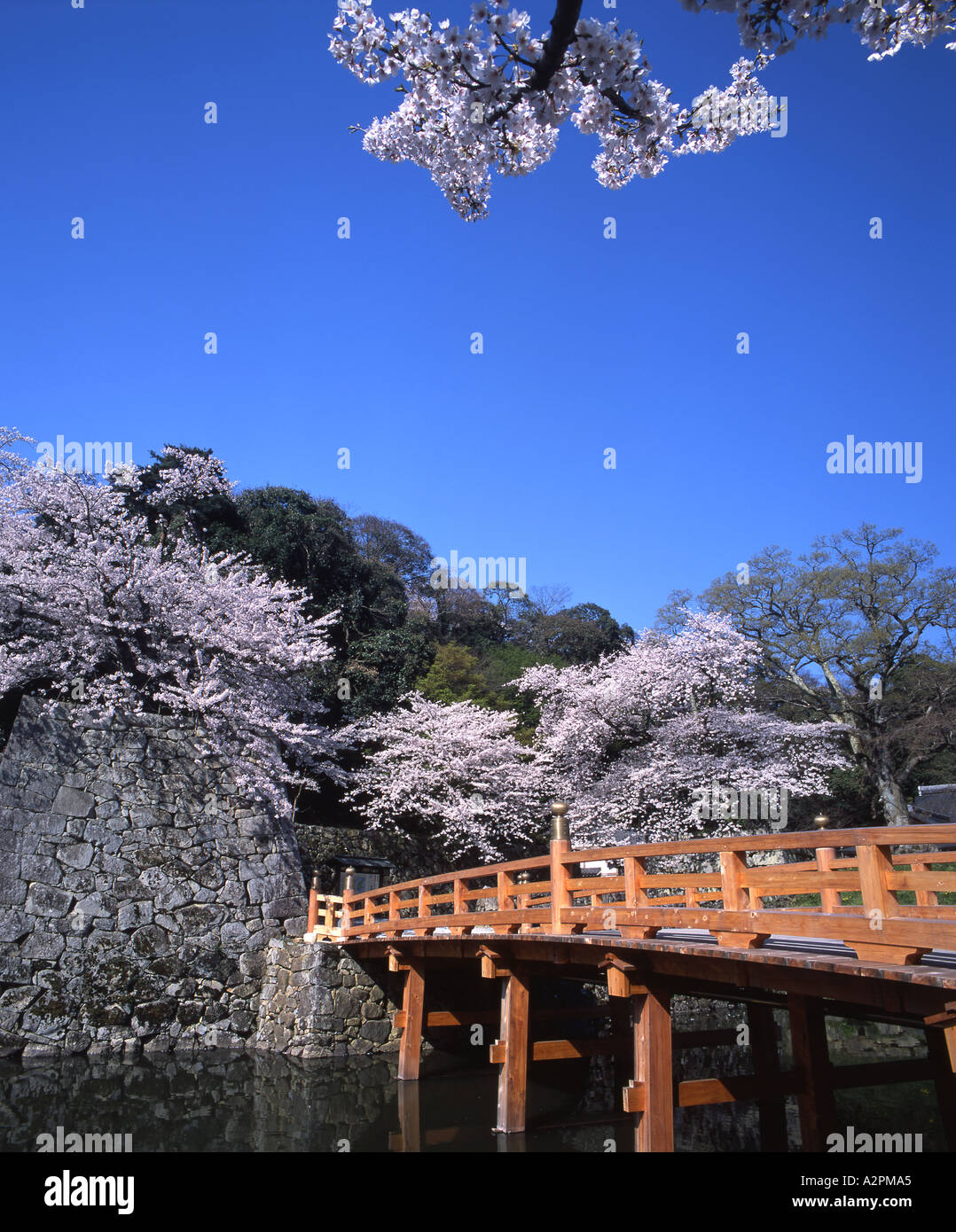 Hikone Castle UNESCO-Weltkulturerbe mit ikonischen Kirschblüten Stockfoto