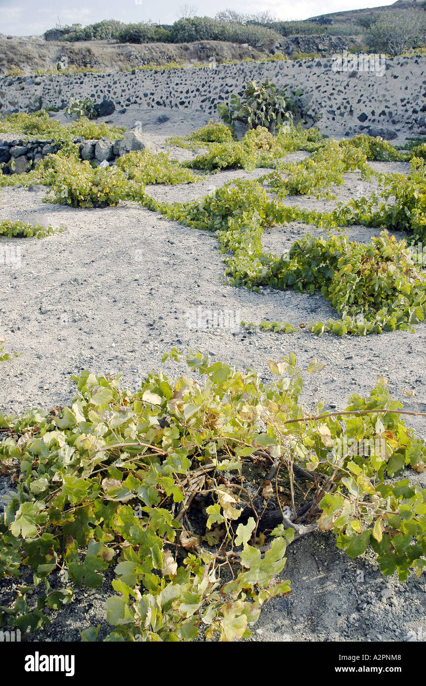 Vin Santo Traube Reben auf Santorini, griechische Inseln Stockfoto