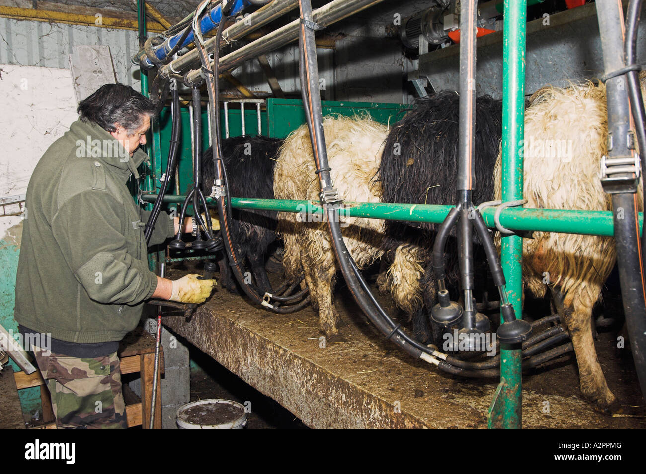 Korsische Käser Melken seine Schafe, Corte, Korsika, Frankreich Stockfoto
