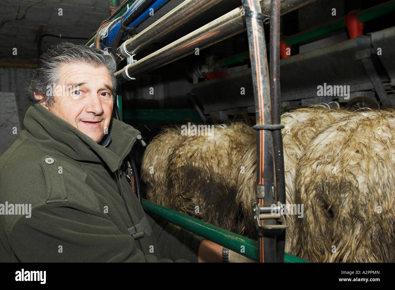 Korsische Käser Melken seine Schafe, Corte, Korsika, Frankreich Stockfoto