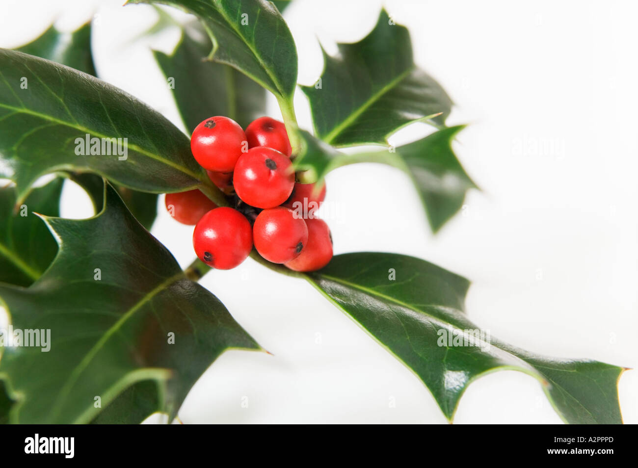 Zweig der Stechpalme mit roten Beeren, lateinischer Name "Ilex Aquifolium  Stockfotografie - Alamy