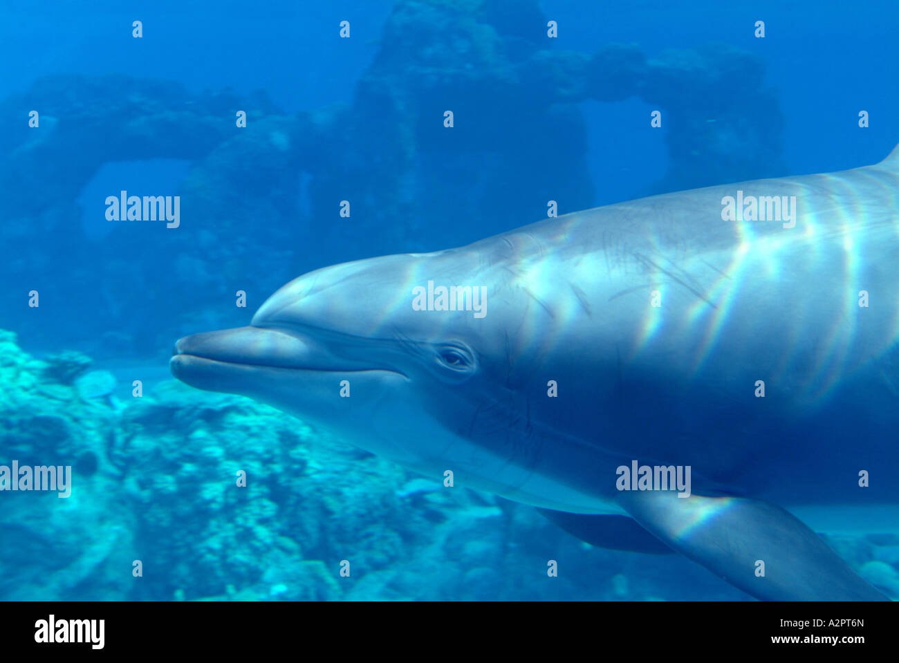 Ein Flasche Nase Delphin sehen durch eine Glaswand im Secret Garden und Dolphin Habitat im Mirage Stockfoto