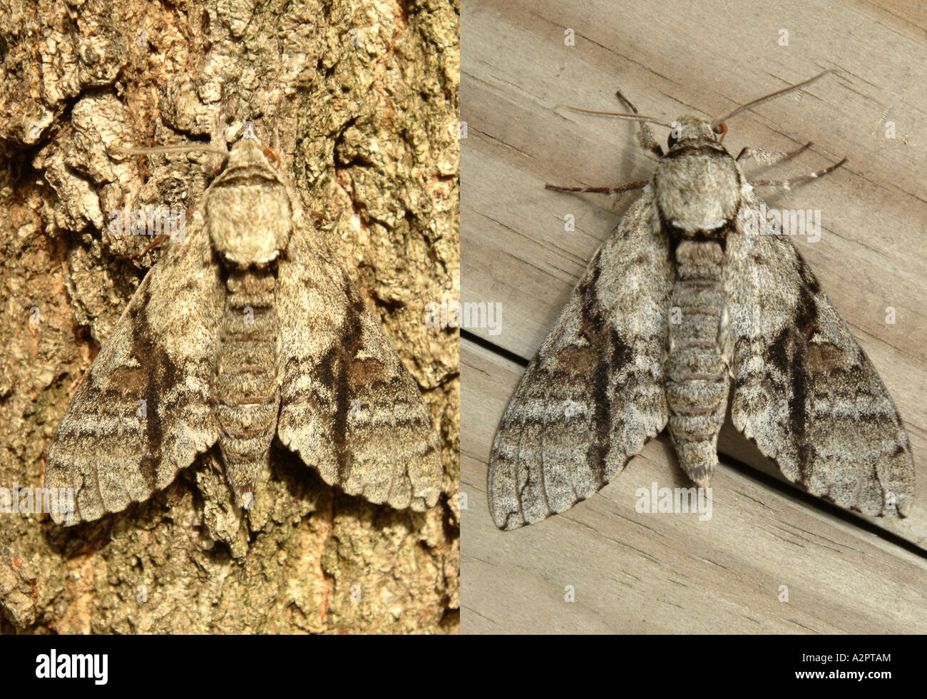 Vergleich der gleichen Motte auf verschiedenen Hintergründen Stockfoto