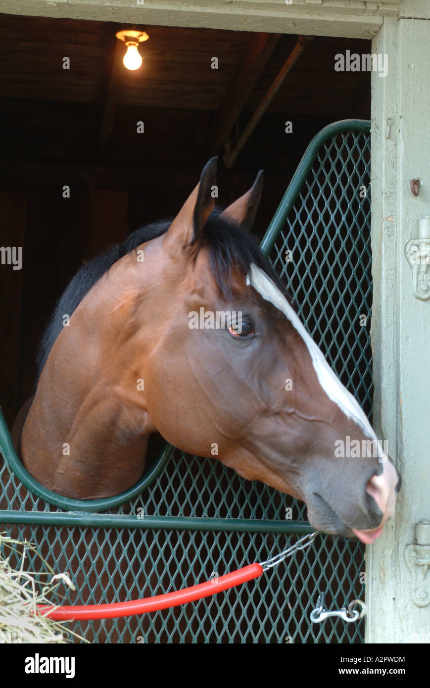 Ein Vollblut-Rennpferd wartet auf seinen nächsten Rennen in Saratoga Race Course Stockfoto