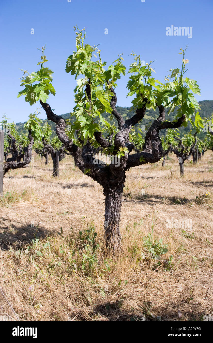 Vineyard Napa Valley in Kalifornien Stockfoto