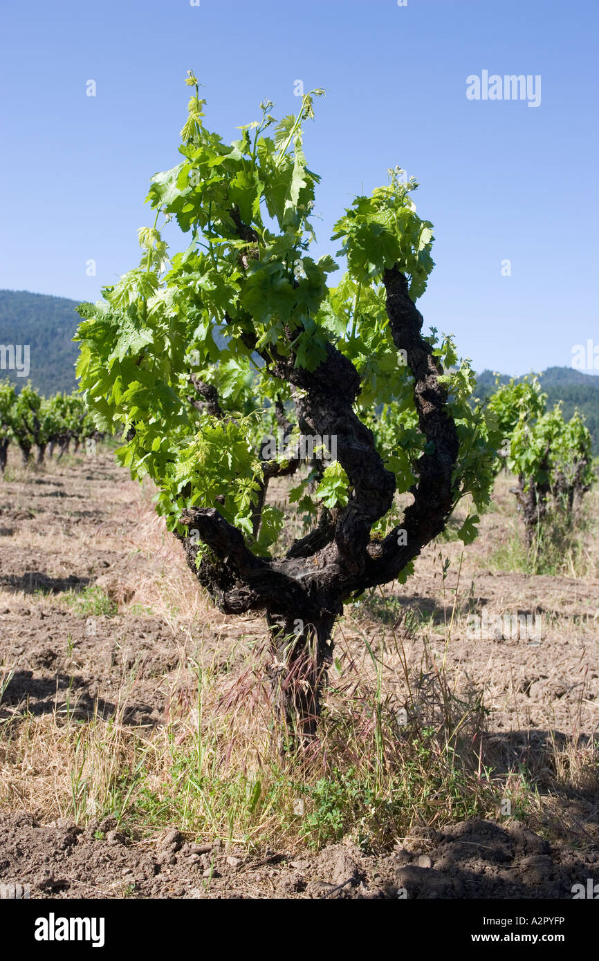 Vineyard Napa Valley in Kalifornien Stockfoto