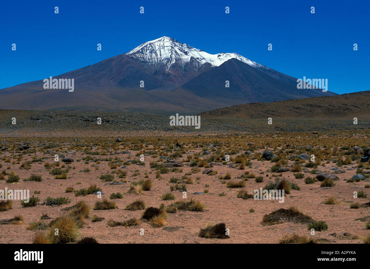 Altiplano Boliviens Stockfoto