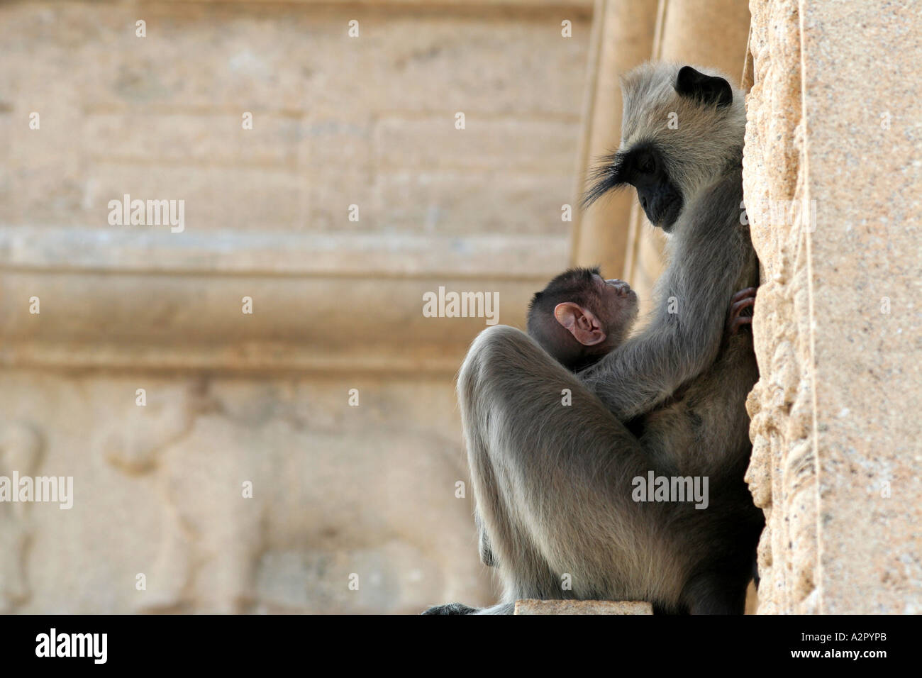Hanuman-Languren-Affen und ihr Baby einander betrachtend, Ruvanvelisaya Dagoba, Anuradhapura, Sri Lanka Stockfoto
