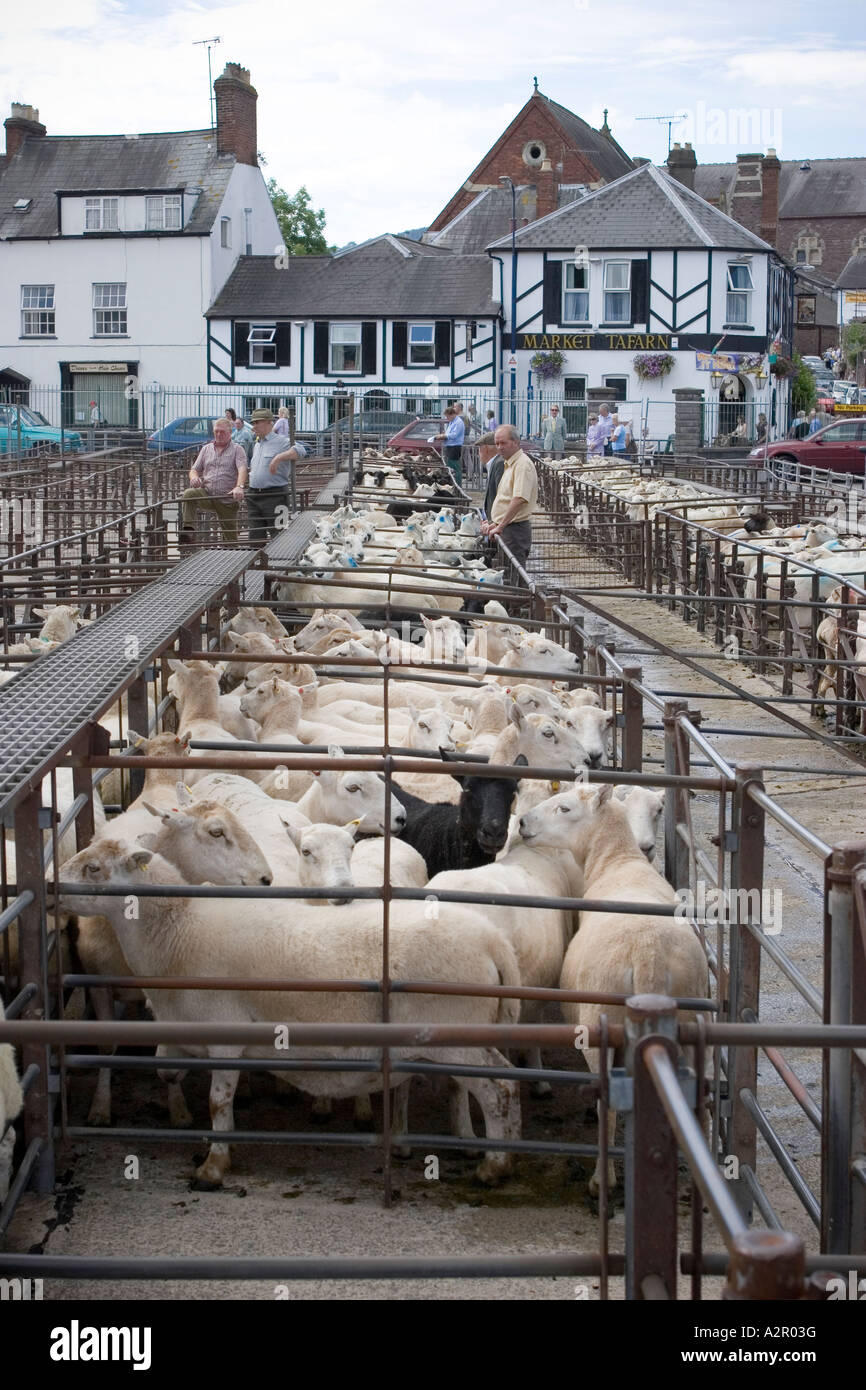 Schafe in Stifte am Markt Abergavenny Wales Stockfoto