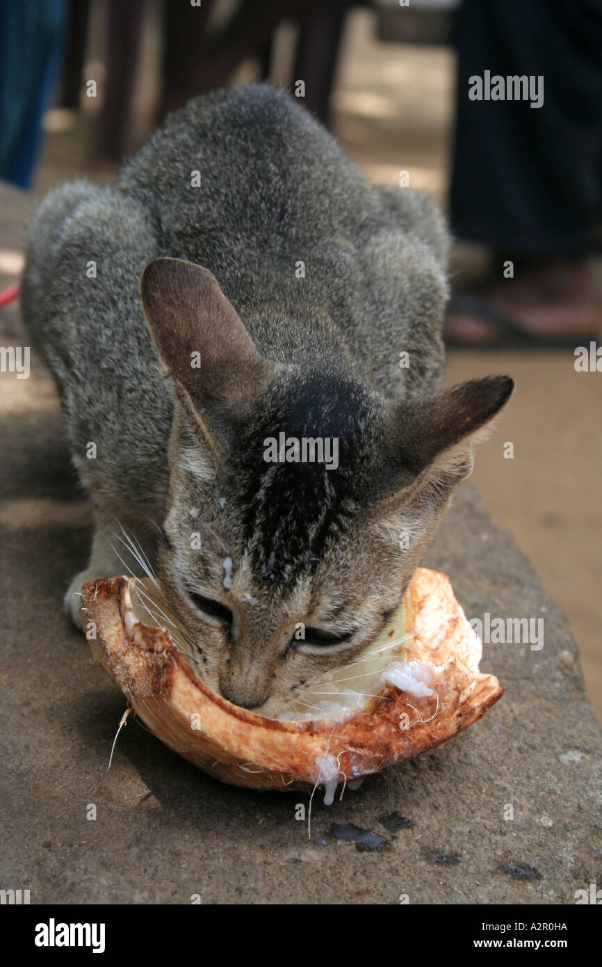 Katze genießt Kokosmilch in den Ruinen von Polonnaruwa, Sri Lanka Stockfoto