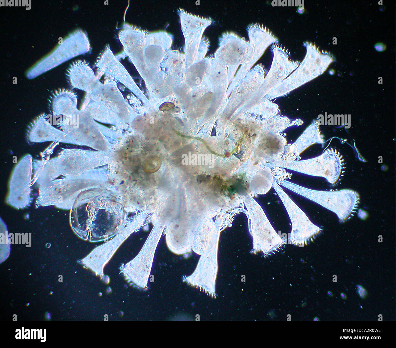 Stentor Cluster Schliffbild Foto Mikroskopie Teichwasser Stockfoto