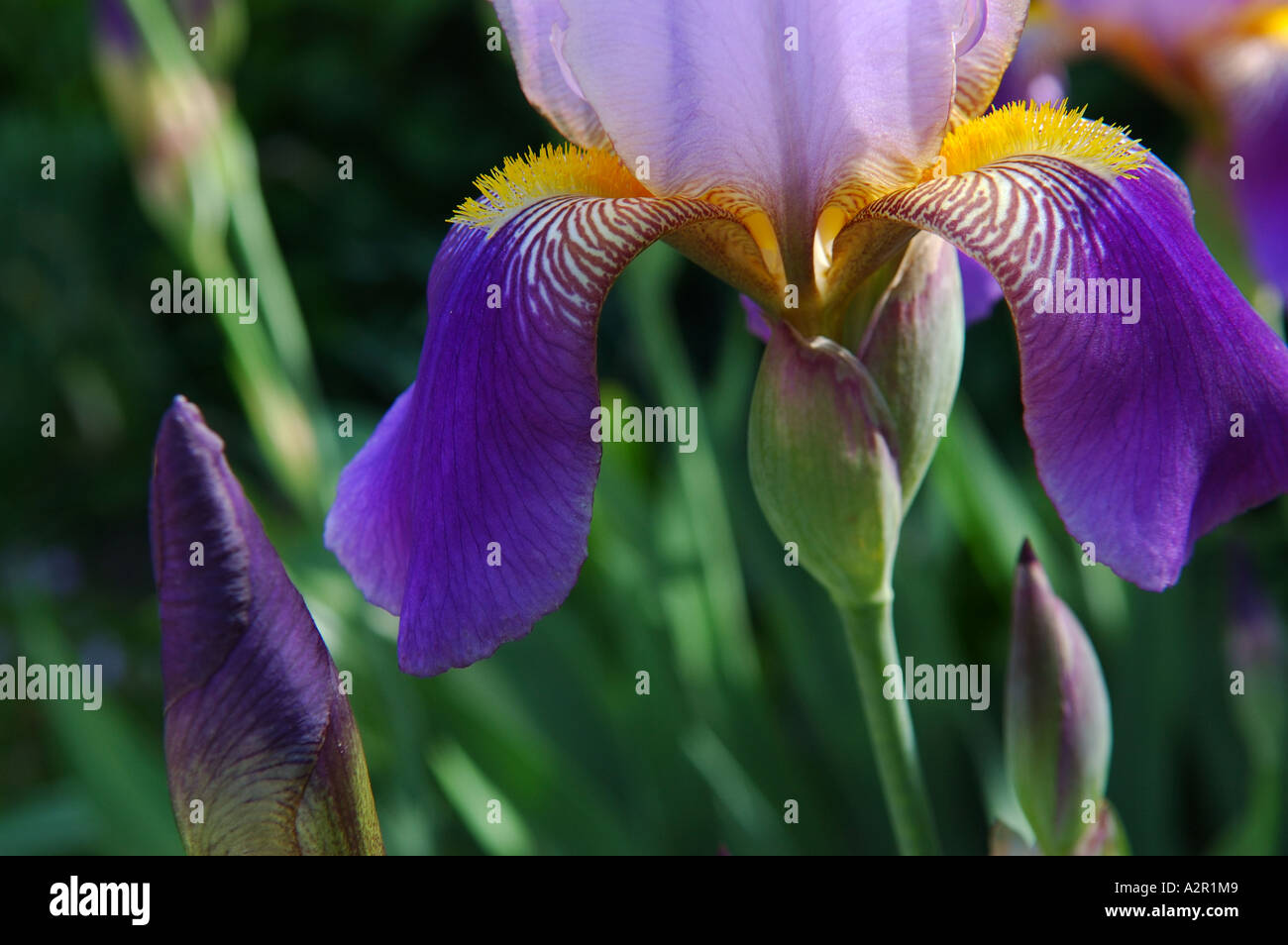 Die gelben Bart des violetten Bartiris Blumen in einem Garten Stockfoto