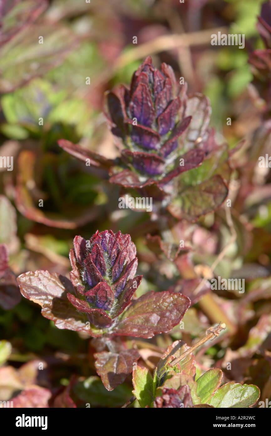 Blaue Signalhorn (Ajuga Reptans), auch bekannt als Bugleherb, Bugleweed, Carpetweed, Teppich Bugleweed oder gemeinsame Signalhorn Stockfoto