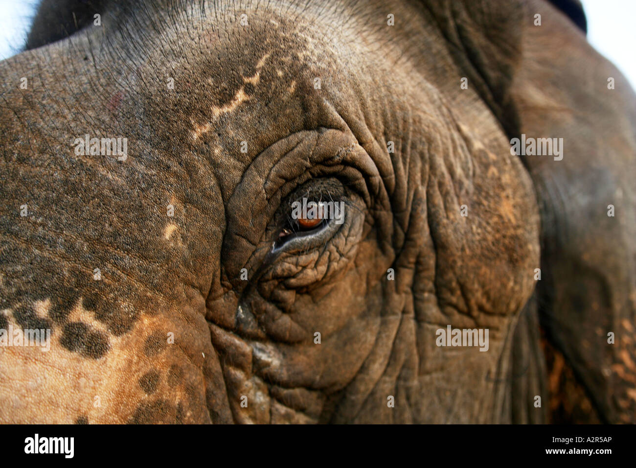 Nahaufnahme des indischen Elefanten im Auge. Stockfoto