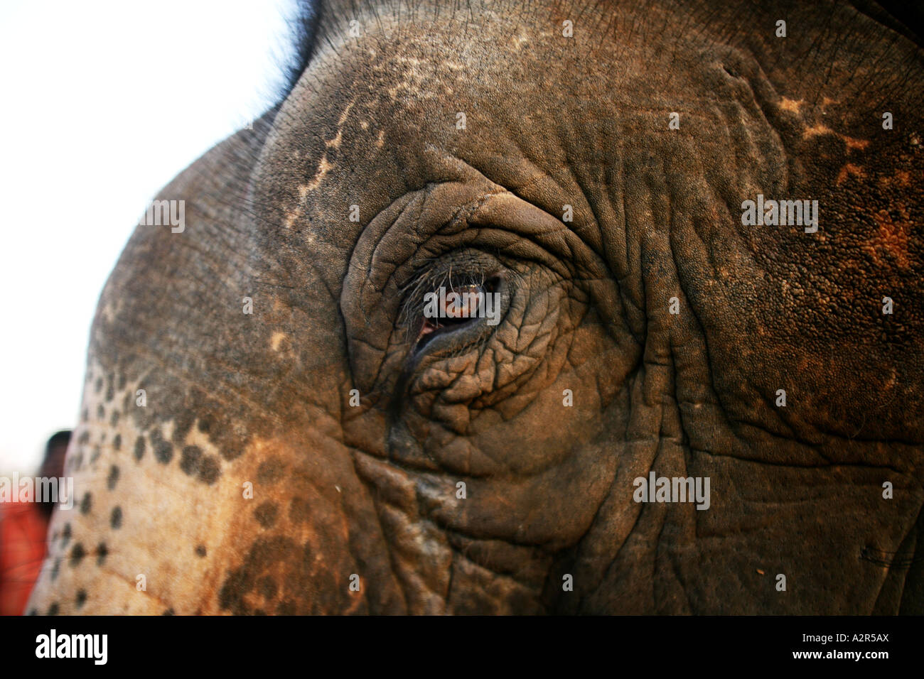 Nahaufnahme des indischen Elefanten im Auge. Stockfoto