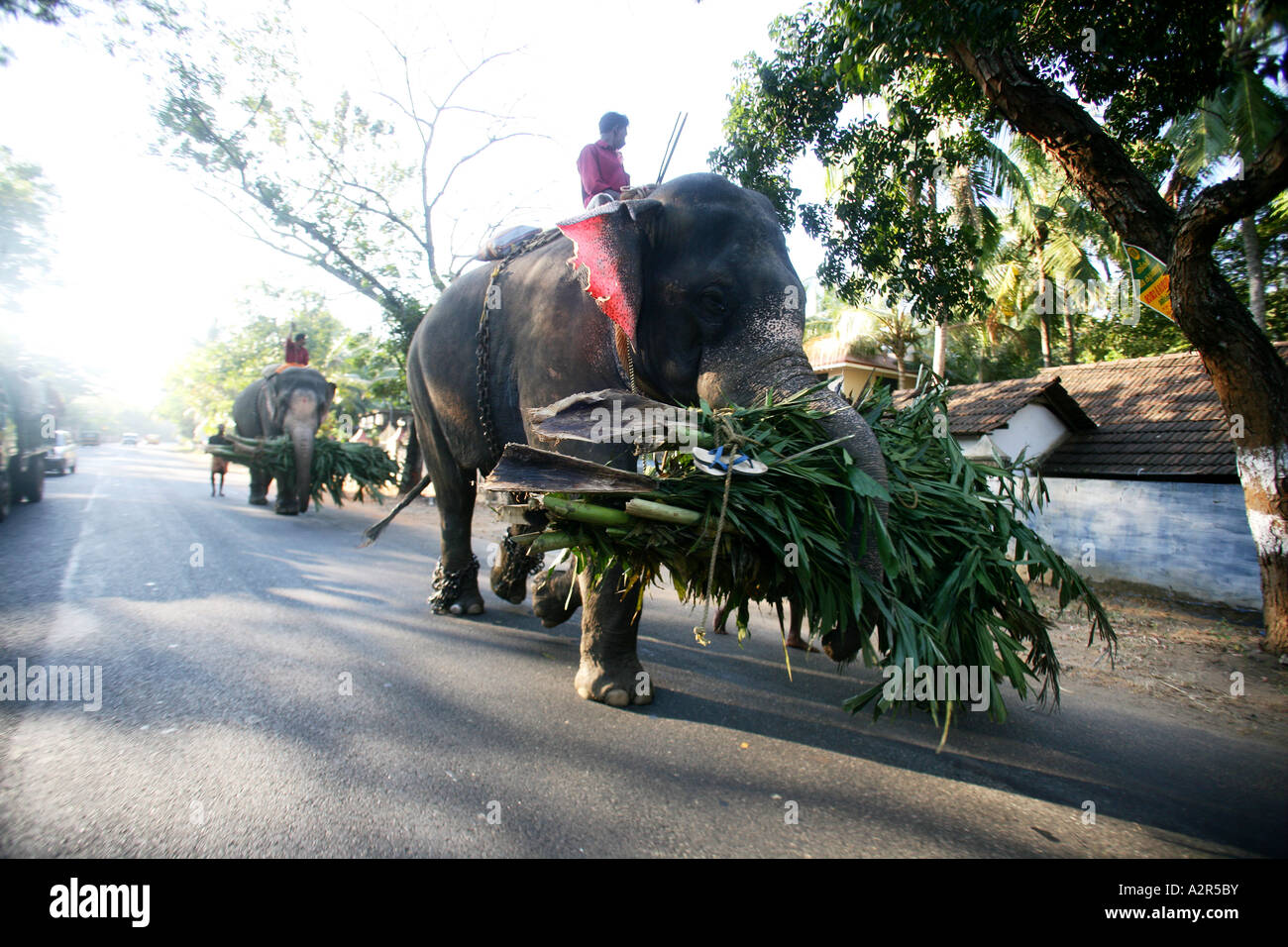 Bilder aus Indien der örtlichen Straßen und Farbe. Stockfoto