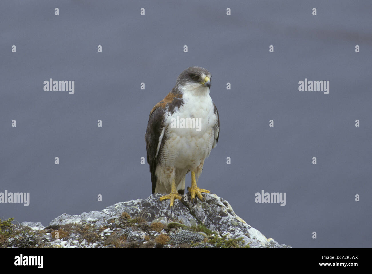 Redbacked Hawk Buteo Polyosoma Erwachsenen weiblichen Falkland Stockfoto