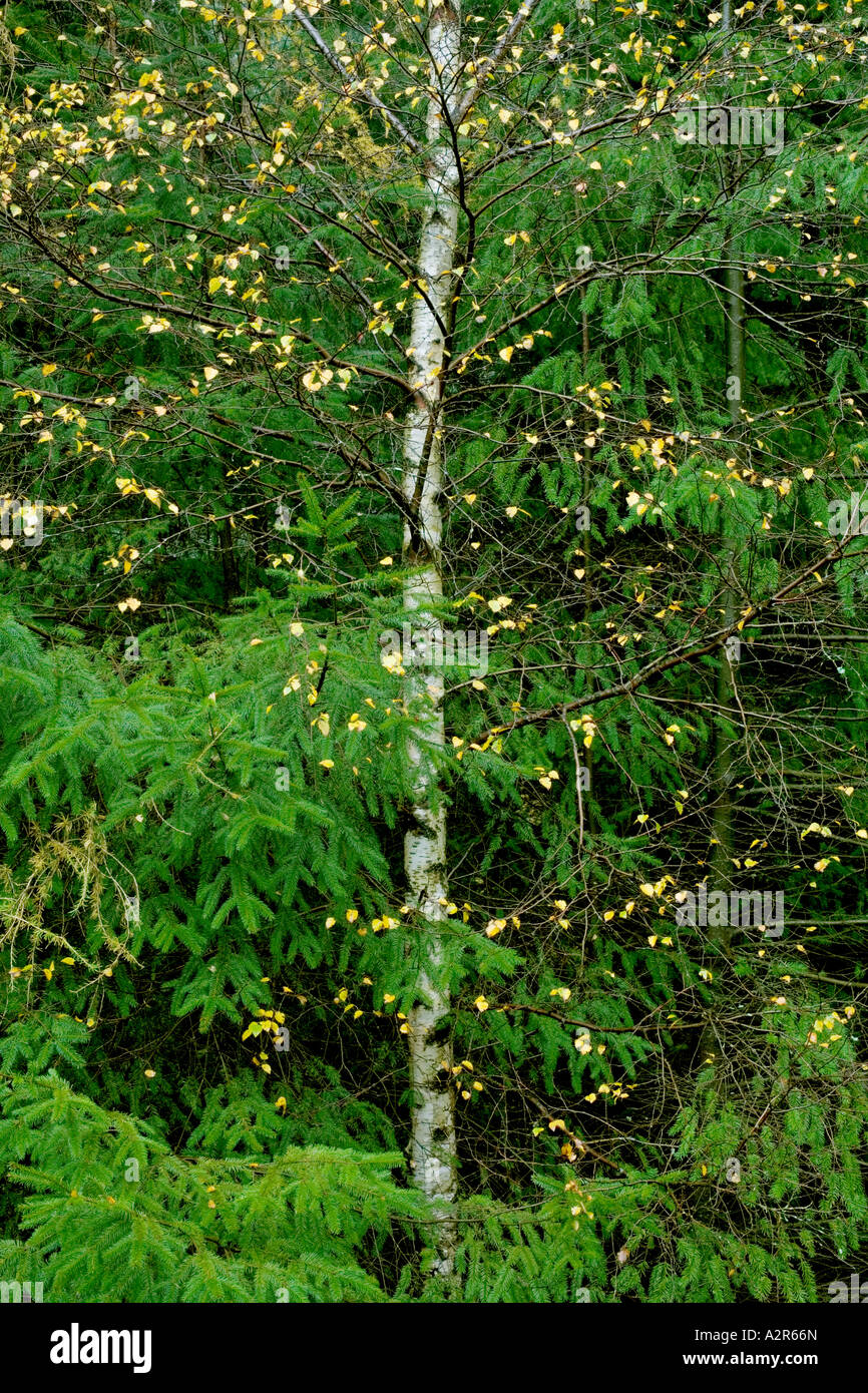 Birkenbaum mit Blättern in herbstlichen Farben durch ein Nadelbaum Thirlmere Lake District National Park England stossen Stockfoto