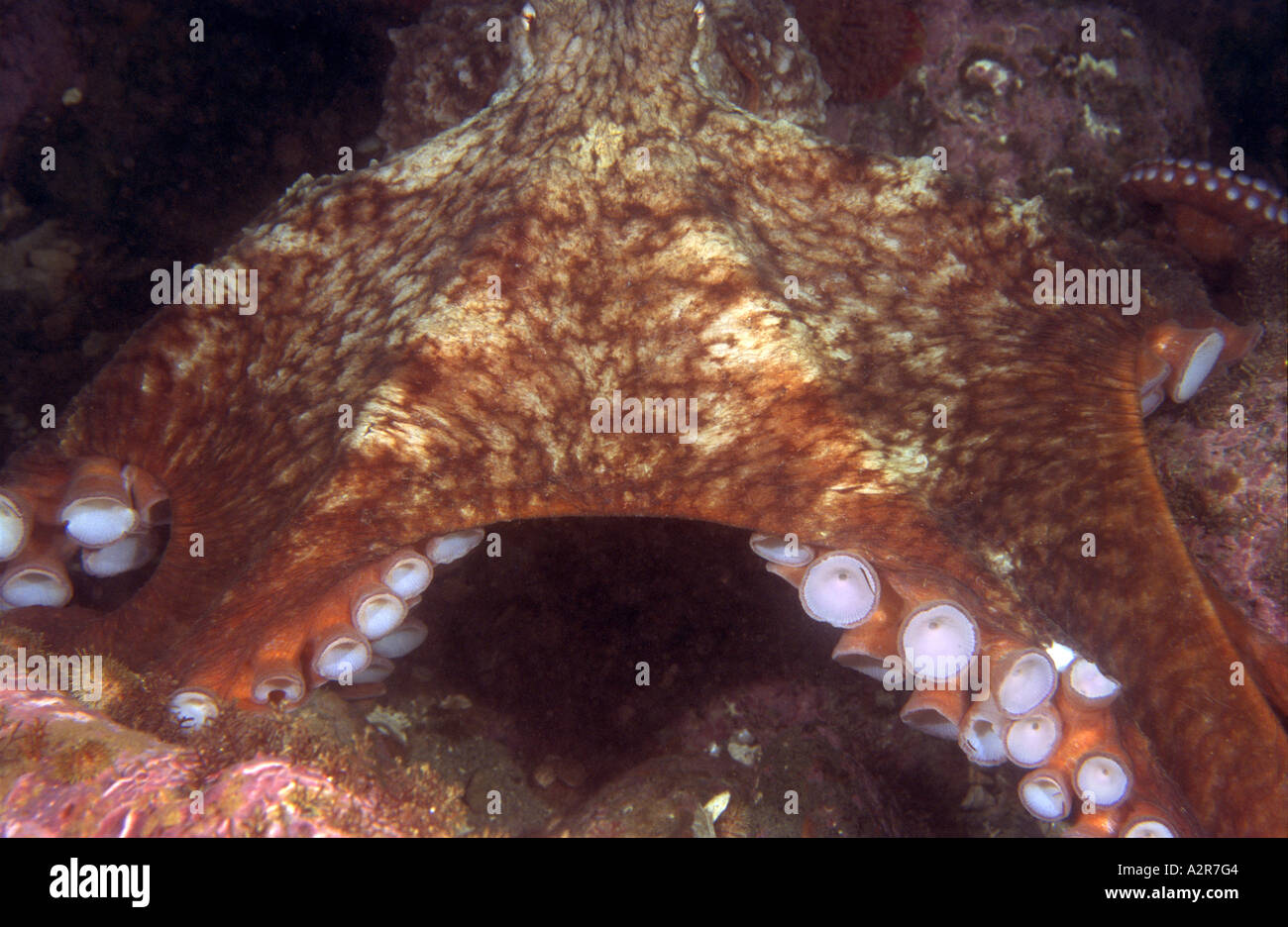 Nordpazifik Riesenkraken sitzen auf der Unterseite in der Nähe seiner Höhle der Artname ist Octopus Dofleini eine größte Oktopus-Arten Stockfoto