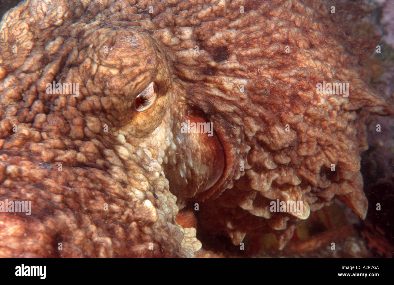 Ein Kopf und Auge des riesigen North Pacific Octopus Octopus Dofleini eine größte Oktopus-Arten, die möglicherweise gefährlich für Taucher Stockfoto