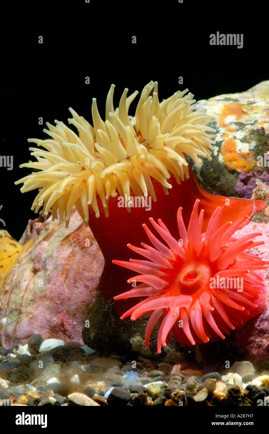 Zwei große rote Nordpazifik Seeanemonen der Gattungen Urticina und Cribrinopsis in Aquarien Leben Stockfoto