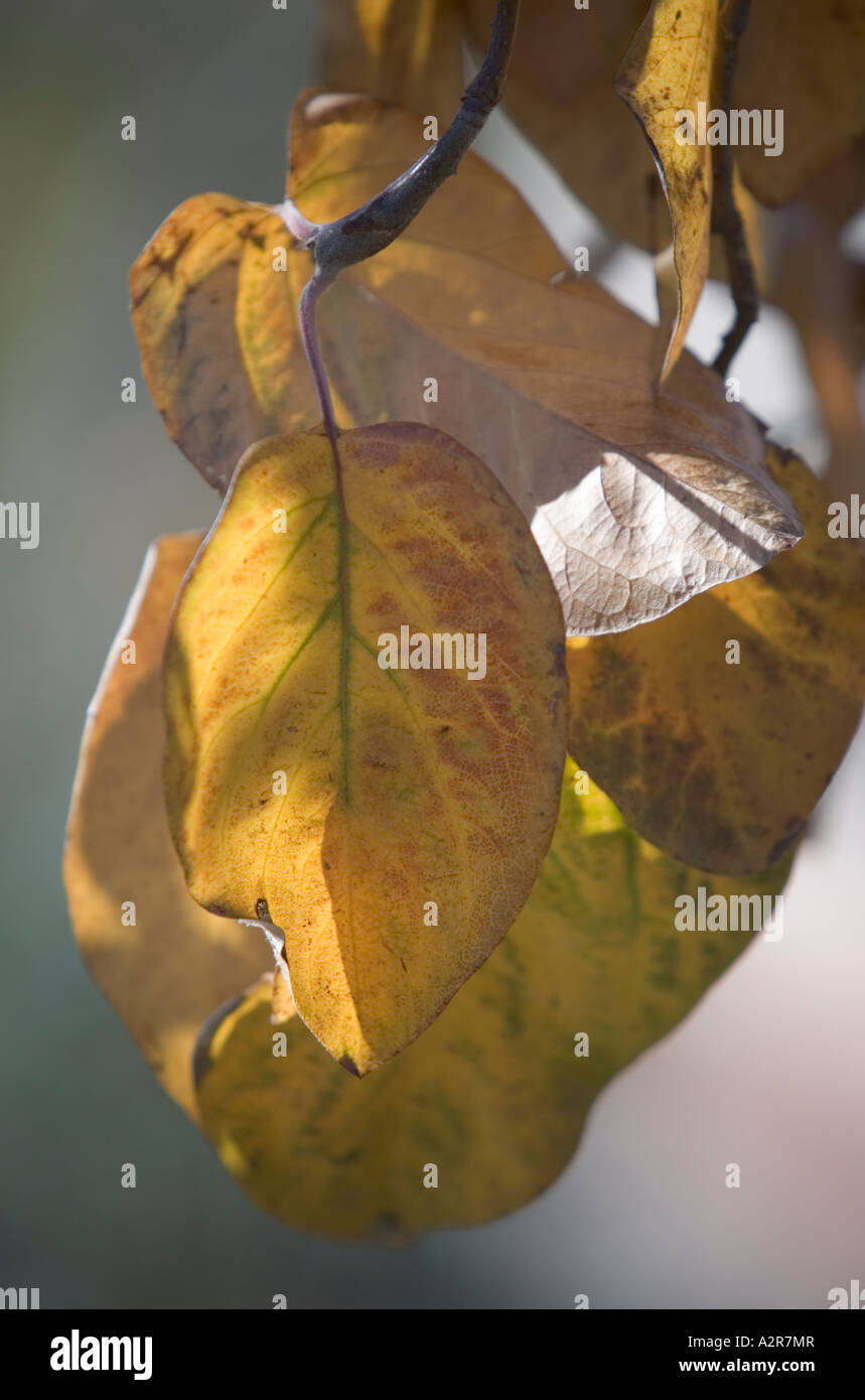 Quitte Baum Blatter Im Herbst Stockfotografie Alamy