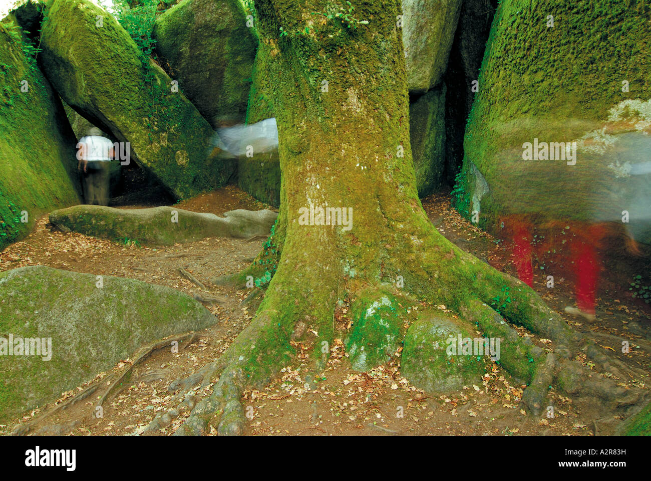 Baum und Felsen im Wald Huelgoat, Bretagne, Frankreich Stockfoto