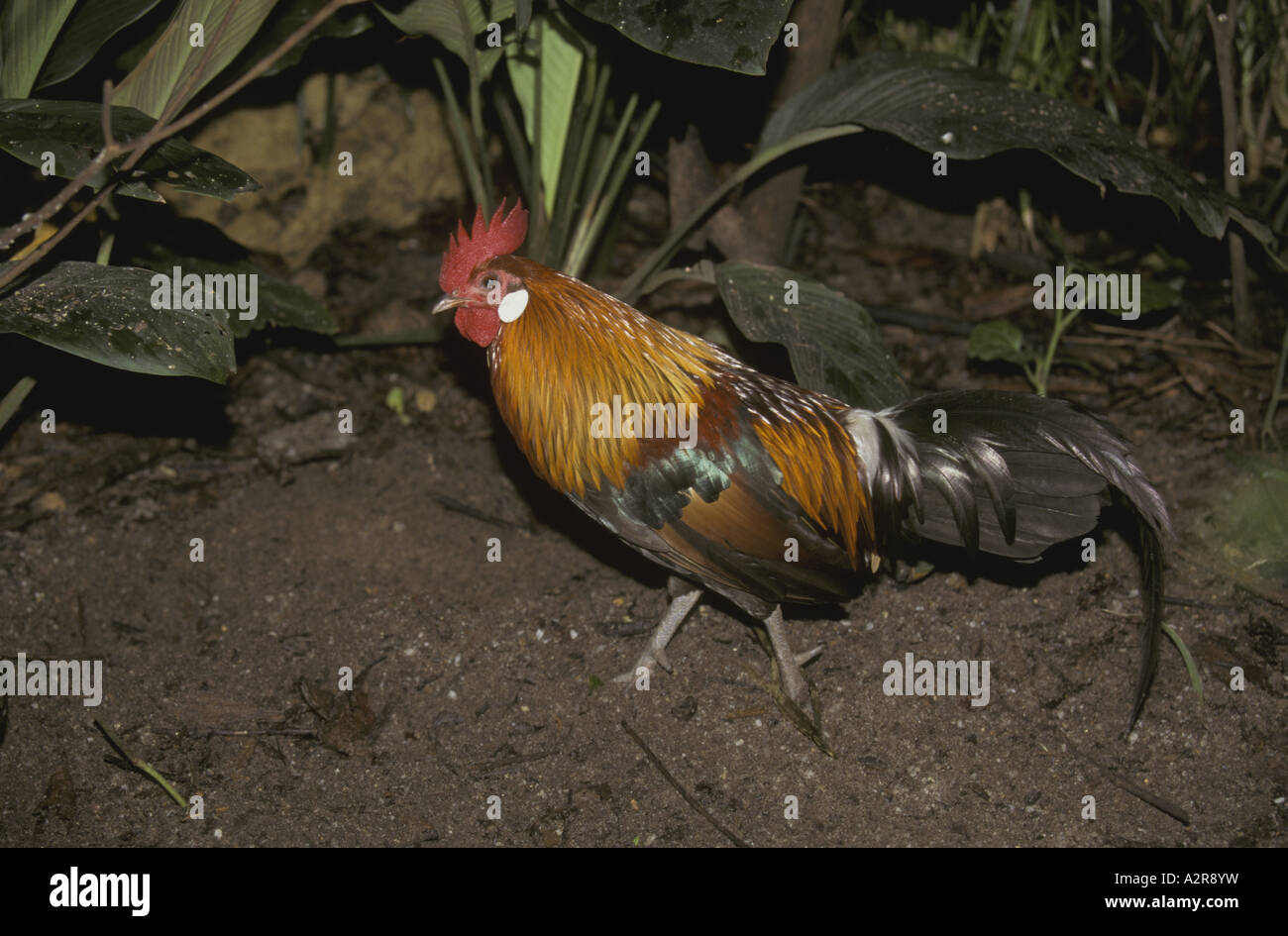 RedJunglefowl Gallus gallus Stockfoto