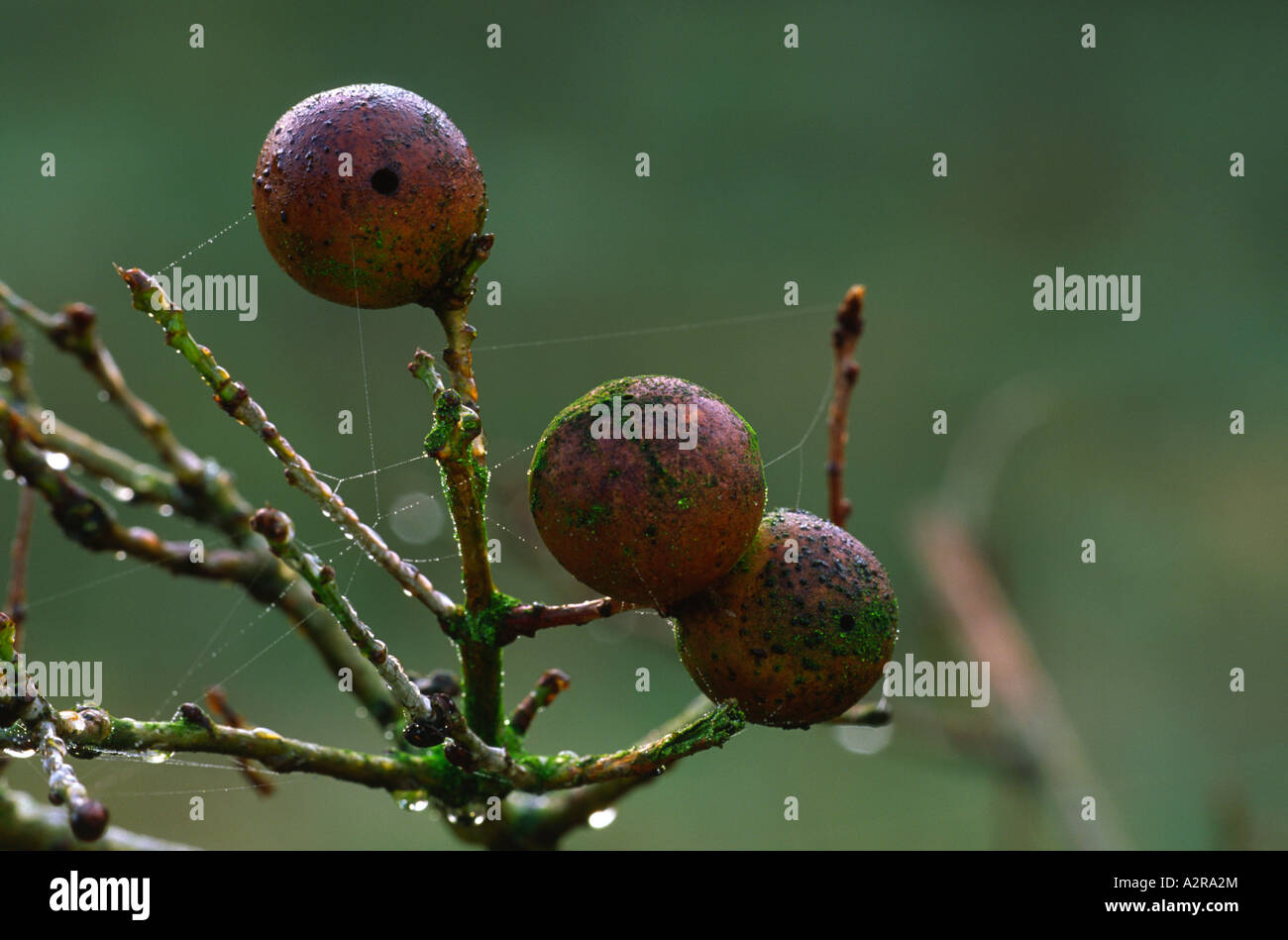 Marmor-Gall Andricus kollari Stockfoto