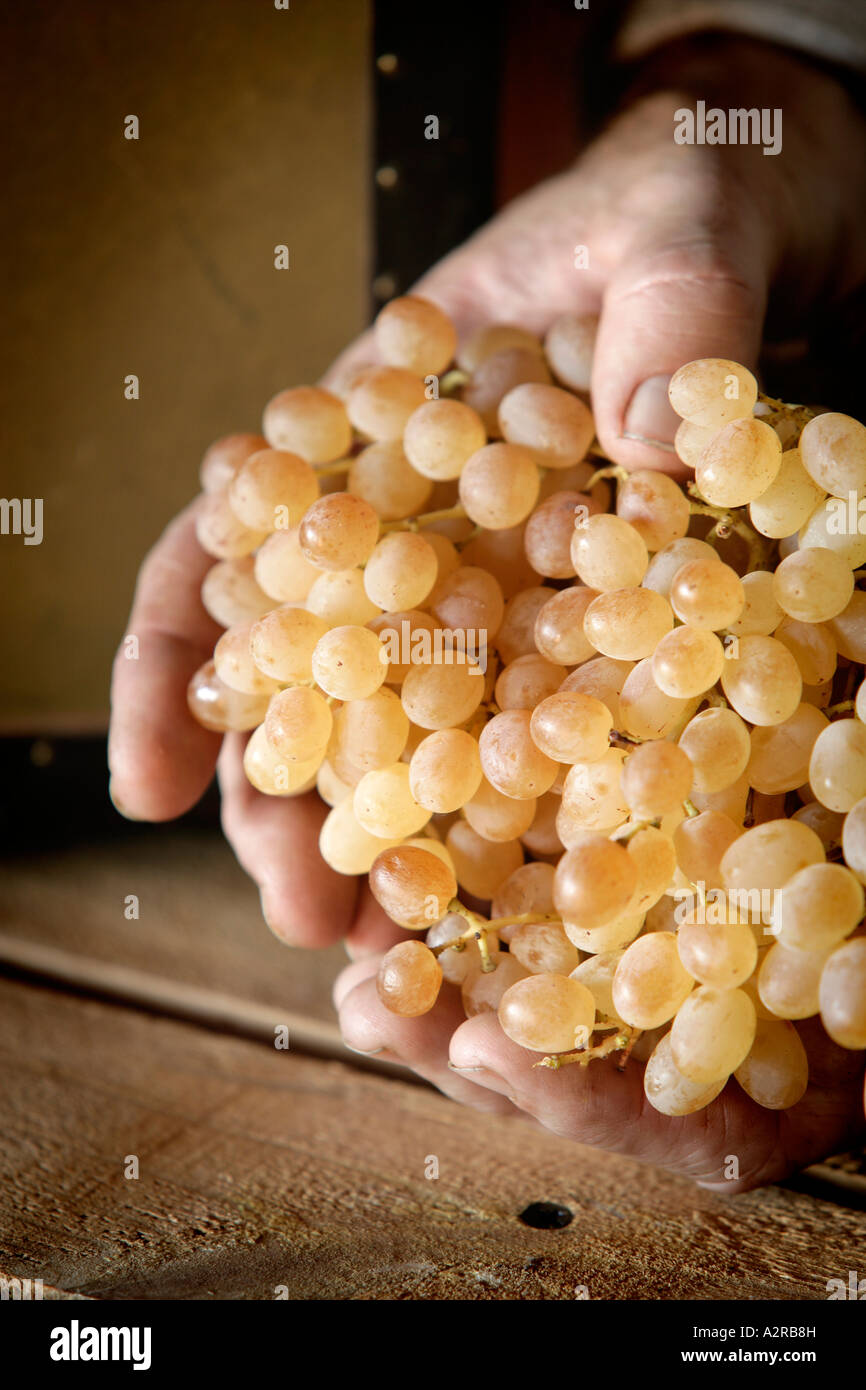 Bauern Hände mit Haufen von Sultana Trauben aus biologischem Anbau Stockfoto