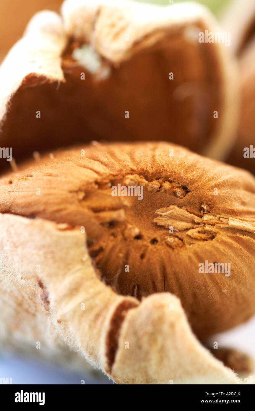 Mandeln in der Schale und Rumpf, Makro Stockfoto